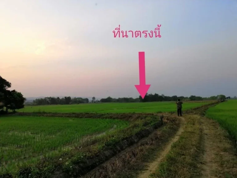 ขายที่นาบ้านสันมะเค็ด