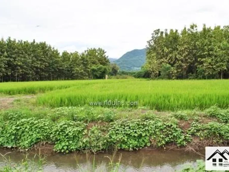 ที่ดินเพชรบูรณ์ โฉนด 40 ไร่ ตวังชมภู อเมือง จเพชรบูรณ์รหัส3156