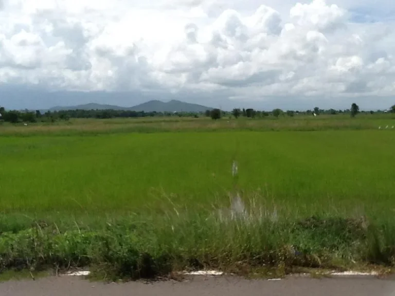 ที่ดินโฉนด 2 ไร่ไร่ละ 300000 บาทติดถนนลาดยาง ไฟฟ้า ดินดี วิวสวย มีเพื่อนบ้าน