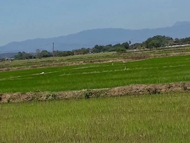 ขายที่ดิน 3 ไร่ ตสันโป่ง อแม่ริม จเชียงใหม่ ดินดี น้ำดี วิวดอย