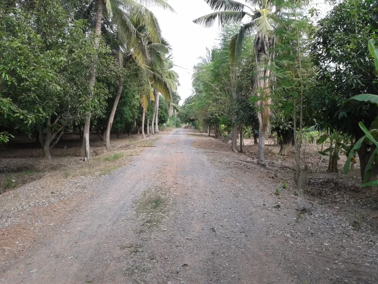 ขายที่ดิน 2 ไร่ บรรยากาศดีร่มรื่นเหมาะปลูกบ้านทำสวนเกษตร