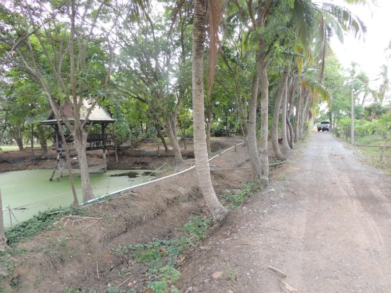 ที่ดิน12ไร่พร้อมบ้านและสวนมะม่วงกลางธรรมชาติ บรรยากาศดี