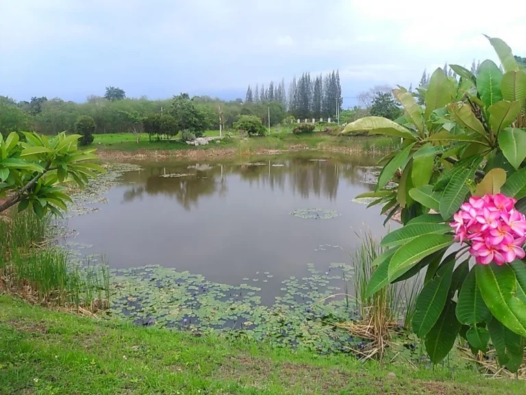 โครงการอายตะจัดสรรที่ดิน 150-400 ตรว 8 แปลงสุดท้ายจาก 50 แปลง วิวด้านเทือกเขาใหญ่สวยสุดอลังการ ราคาตารางวาละ 15000 บ