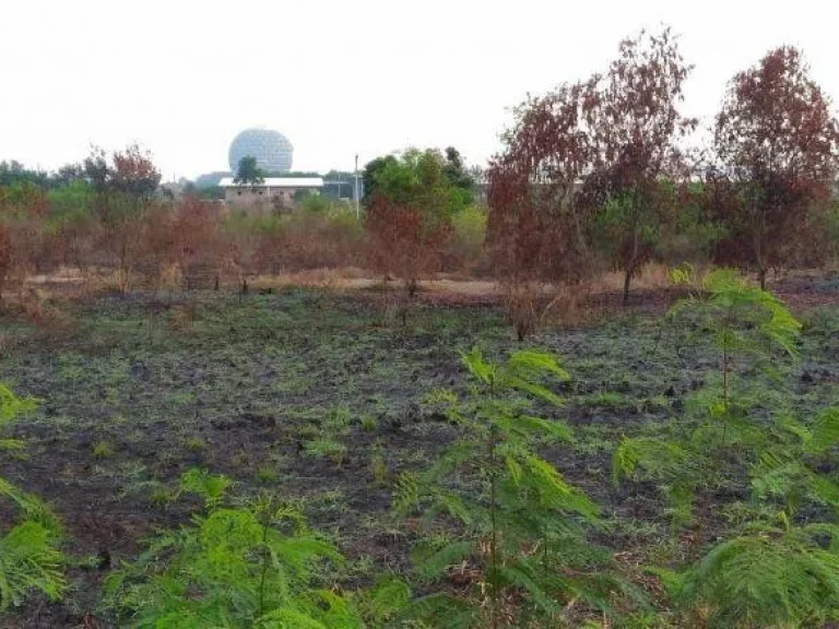 ขายที่ ดิน 383 ตรว คลองสาม ปทุมธานี