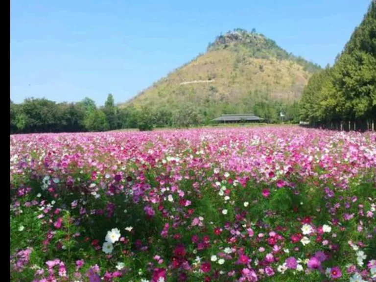 ขายแล้วที่ดินทำเลดี วิวสวย ใกล้สถานที่จิมทอมสันฟาร์ม เนื้อที่ 13 ไร่