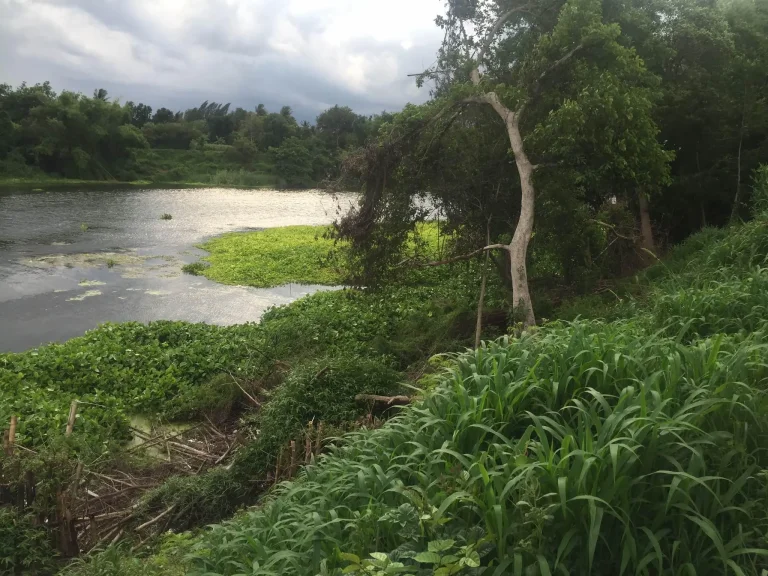 ที่ดิน 65ตรว ติดแม่น้ำแม่กลอง มีโฉนด ติดถนนลาดยาง โพธาราม