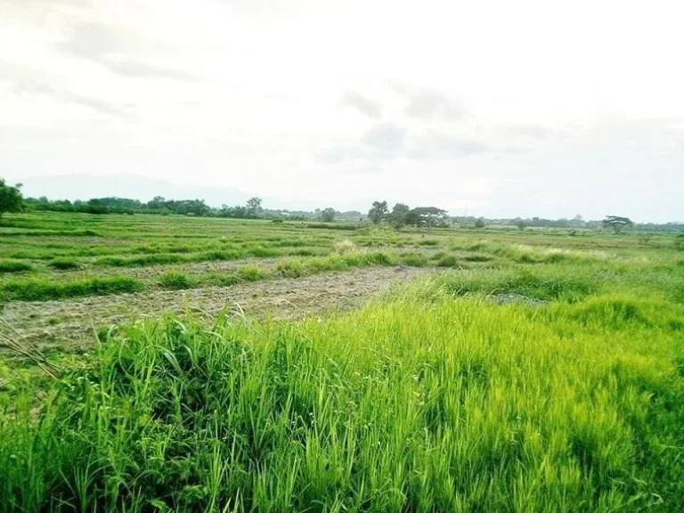 ที่ดิน 456 ไร่ ไร่ละ 55 แสน ขาย 2508 ล้านโฉนดพร้อมโอนครับ ดอยสะเก็ด เชียงใหม่