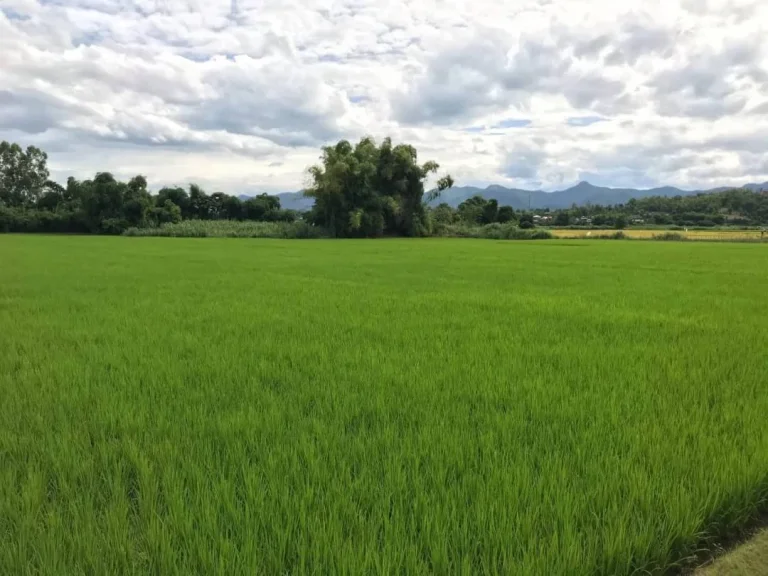 ขายที่สวนน้ำบ่อหลวง สันป่าตอง เชียงใหม่