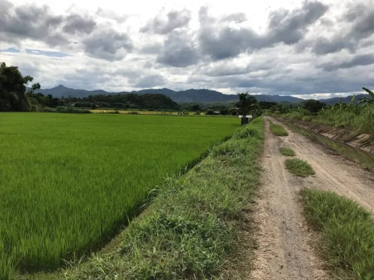 ขายที่สวนน้ำบ่อหลวง สันป่าตอง เชียงใหม่