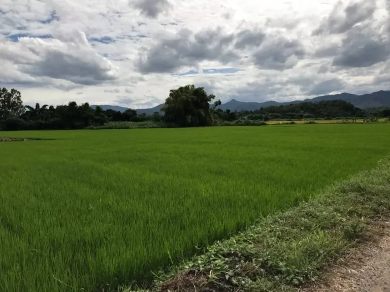 ขายที่สวนน้ำบ่อหลวง สันป่าตอง เชียงใหม่