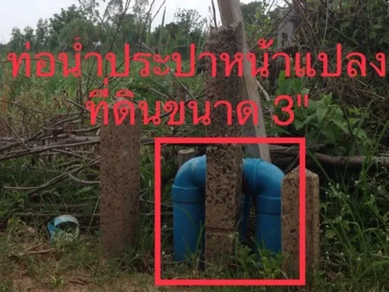 ขายด่วนที่ดินเปล่า บ้านหนองติ้ว คูเมือง จังหวัดบุรีรัมย์ เนื้อที่ 5 ไร่