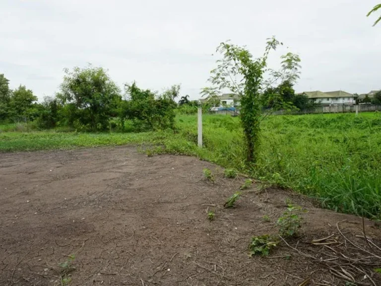 ขาย ที่ดิน เนื้อที่ 3706 ตรว ซอยวัดลาดปลาดุก บางบัวทอง