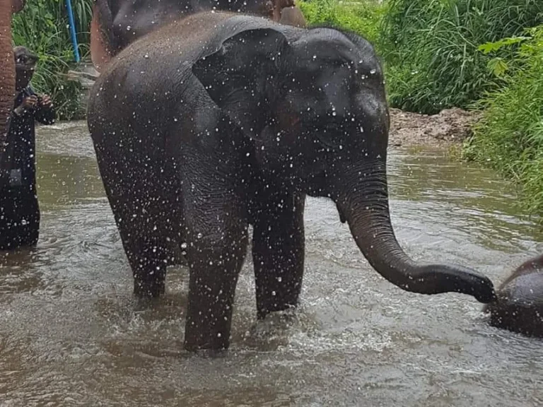 ขายรีสอทร์บ้านช้าง แม่แตง เชียงใหม่