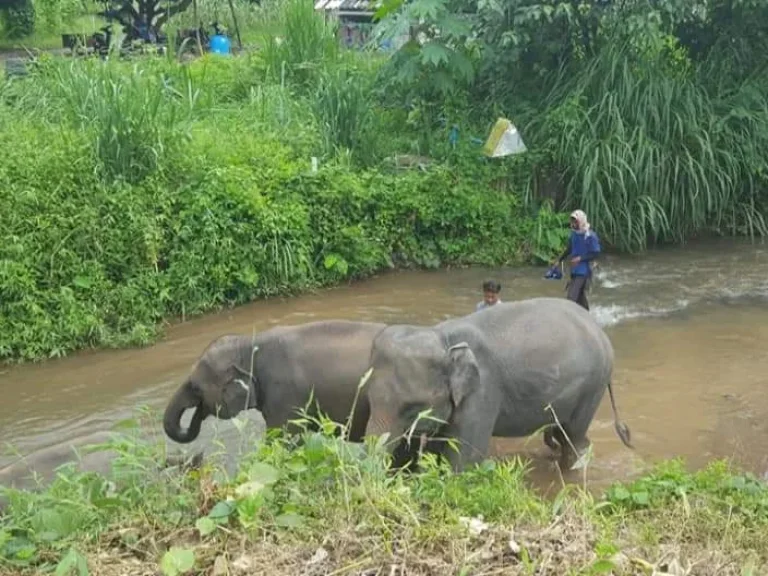 ขายรีสอทร์บ้านช้าง แม่แตง เชียงใหม่