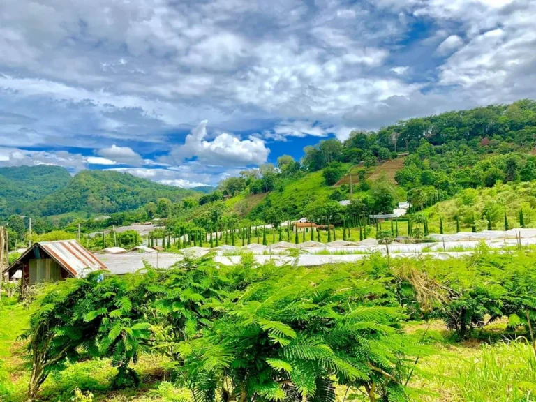 ขายที่ดินโป่งแย่งห่างถนนหลัก 900เมตร แม่ริม เชียงใหม่