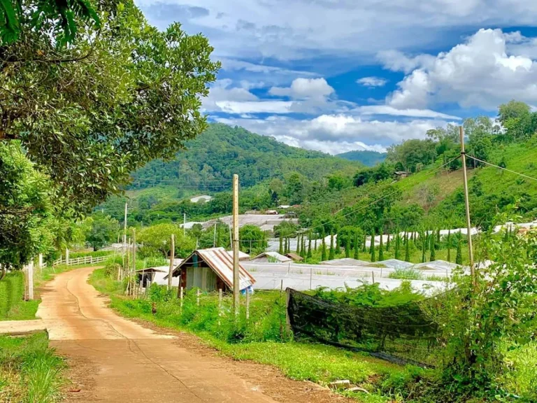 ขายที่ดินโป่งแย่งห่างถนนหลัก 900เมตร แม่ริม เชียงใหม่