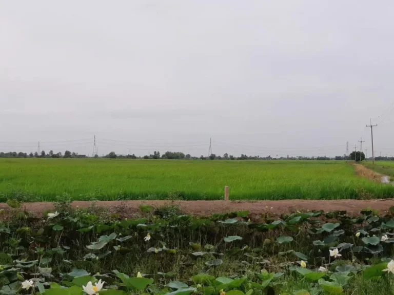 ขายที่ดินติดถนน 20 ไร่ ตบางแตน บ้านสร้าง ปราจีนบุรี