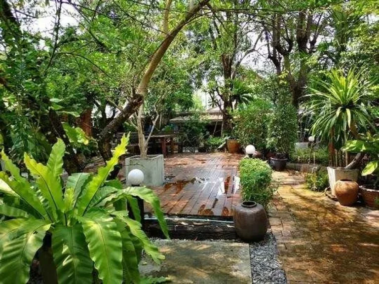 Land For Sale ขายที่ดิน 100 ตารางวา นาคนิวาส 37