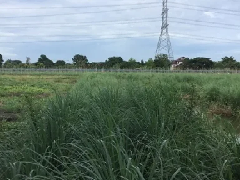 ขายที่ดิน 1 ไร่ รังสิต-คลอง13 จังหวัดปทุมธานี