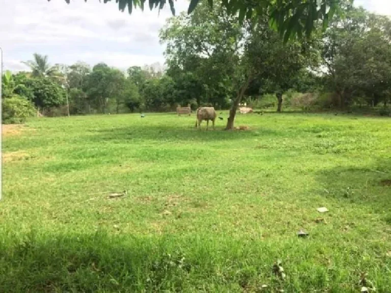 ขายที่ดินห่างมหาวิทยาลัยแม่โจ้ 55 km สันทราย เชียงใหม่