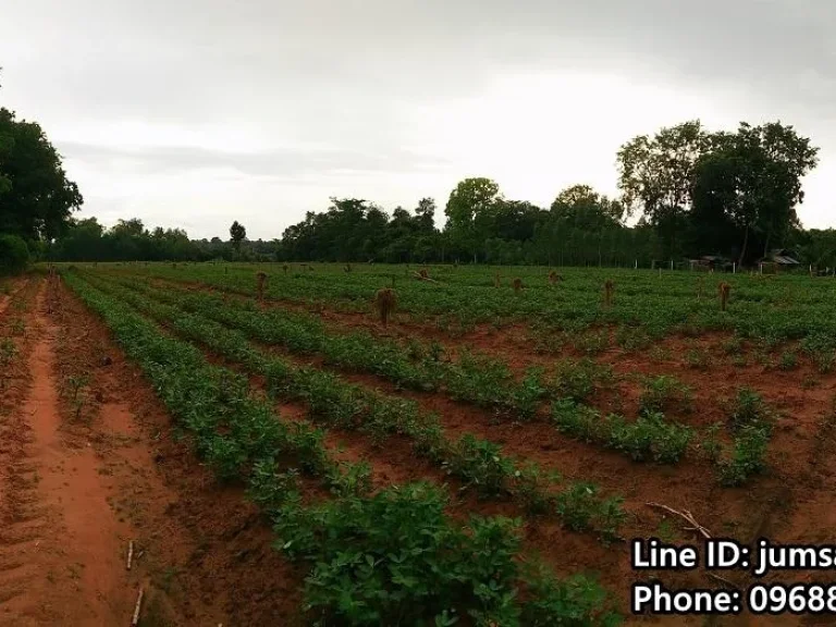 ที่ดินแปลงสวย 14 ไร่ อยู่ในอำเภอรัตนบุรี จังหวัดสุรินทร์ เหมาะสำหรับทำรีสอร์ท เจ้าของขายเอง