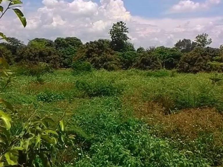 ขายที่ดินโซนสารภี บ้านแม่สลาบ สารภี เหมาะสำหรับผู้ที่ชอบธรรมชาติ ต้องการทำบ้านสวน ถป่าแดด - บ้านธิ 1 ไร่ 36 ตรว ขา