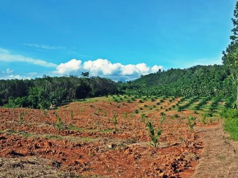 ที่สวนทำเลสวยมาก รูปแปลงสี่เหลี่ยมผืนผ้า ติดถนนสองด้านหัวท้าย เป็นเนินลาดสวย ไร่ละสองแสนกว่า