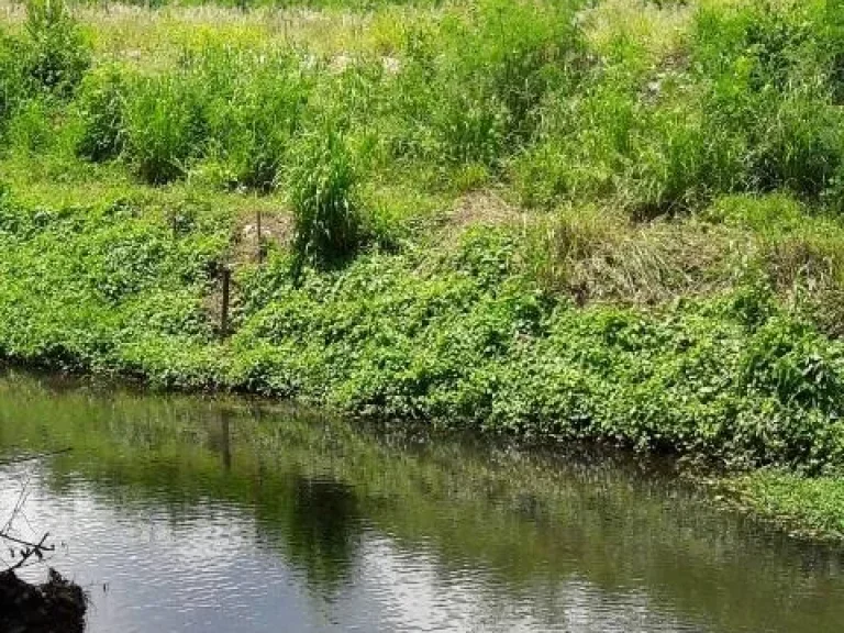 ที่ดินปากช่อง เขาใหญ่ 2ไร่ ขายไร่ะ 6 ล้าน หลังติดลำตะคอง หน้าติดถนน วิวภูเขา