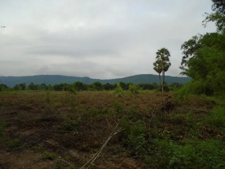 วิวเขาสวย ติดถนนลาดยางทางไปสนามกอล์ฟใกล้โครงการหลวง ใกล้พฤกษารีสอร์ท