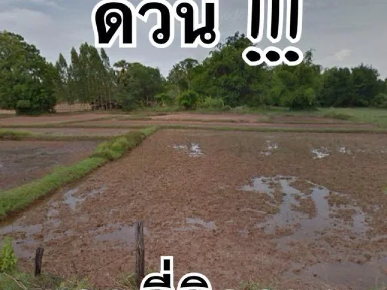 ด่วนขายที่นาติดถนน-ใกล้ชมชน 7 ไร่