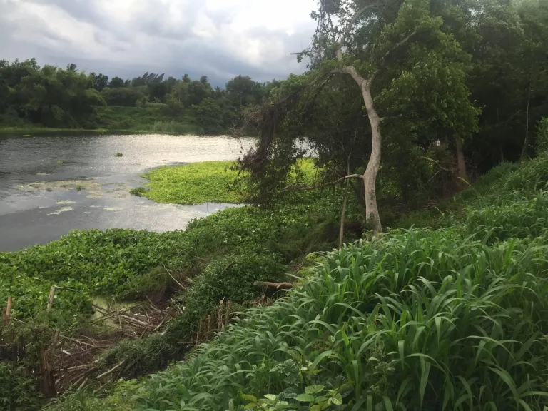 ที่ดิน 65ตรว ติดแม่น้ำแม่กลอง ติดถนนลาดยาง โพธาราม