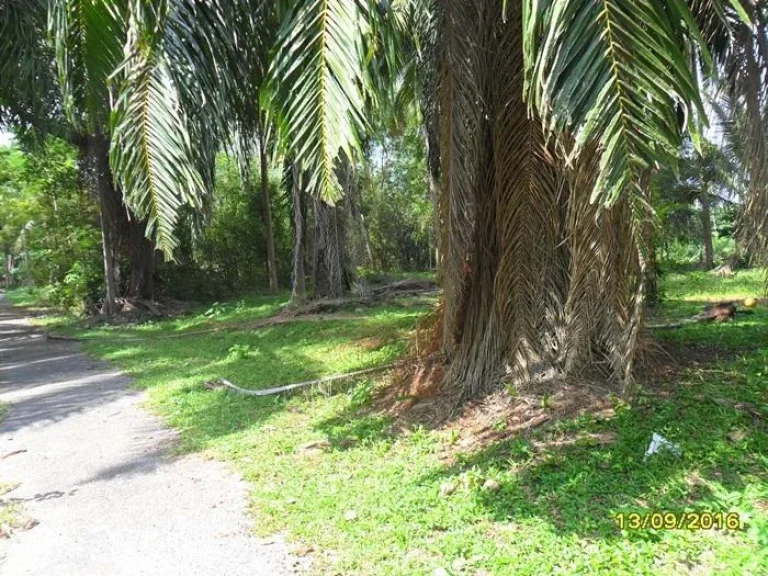 ที่ดินโฉนดติดทะเล วาละแปดพัน มีที่นี่ที่เดียว