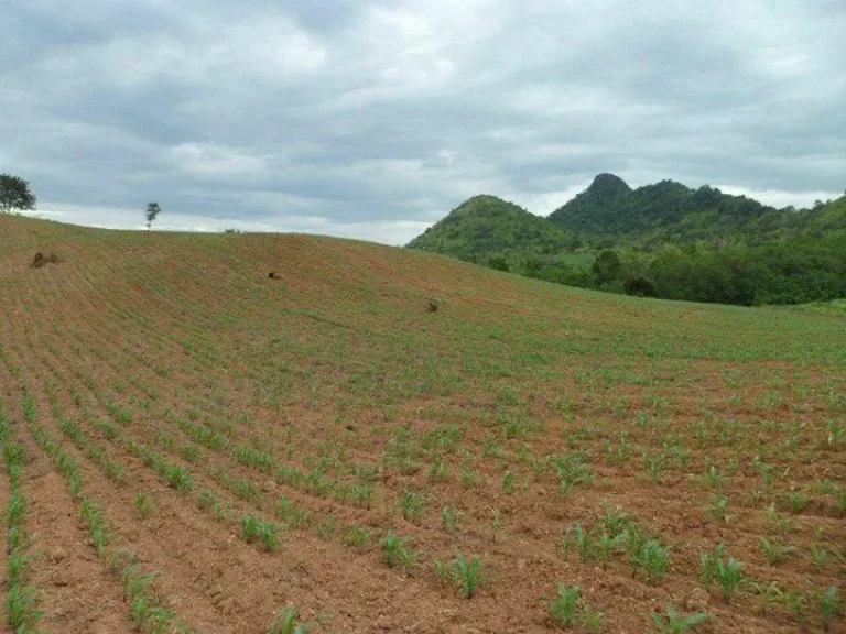 ขายที่ดิน ตป่วนพุ อหนองหิน จเลย ห่างคุนหมิง 5 กม