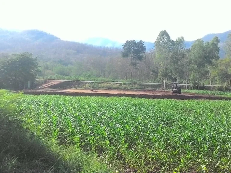 ที่นาแปลงสวย 3 ไร่ มีโฉนดพร้อมโอน ตบุ่งคล้า เพชรบูรณ์