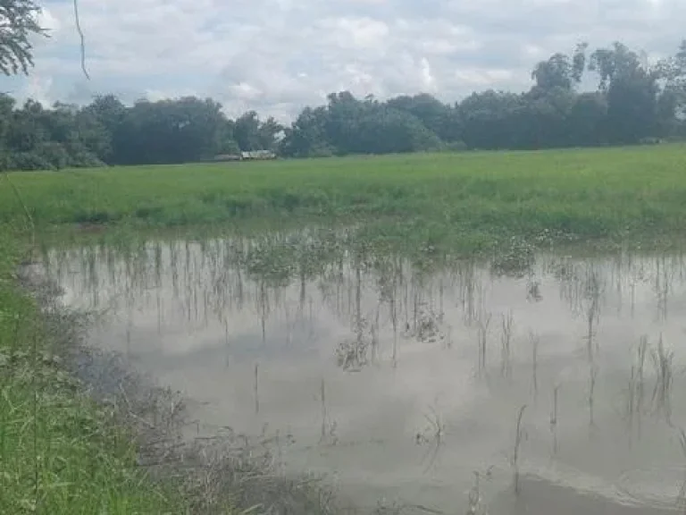 ขายที่ 87 ตรว ติดลำน้ำแม่สายดอนทัน บ้านร่องกาศ