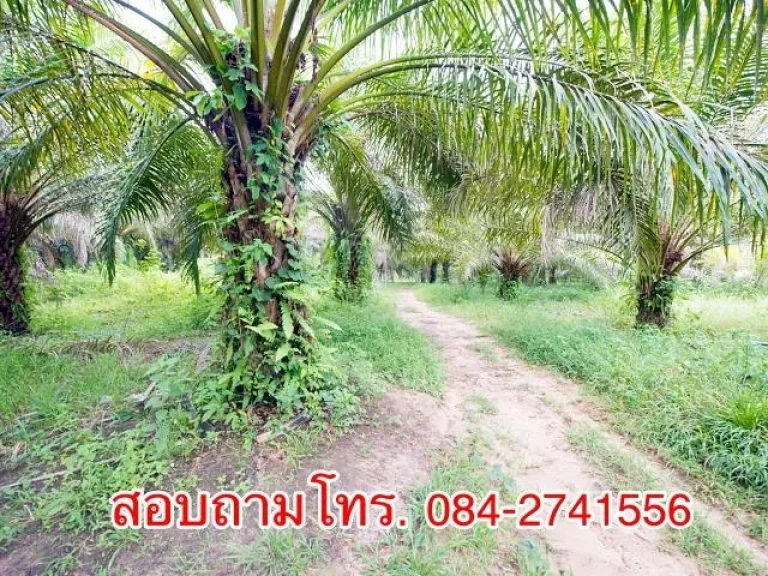 ขายที่ดินสวนปาล์ม ติดถนนคอนกรีต อบ่อไร่ จตราด ราคาถูก