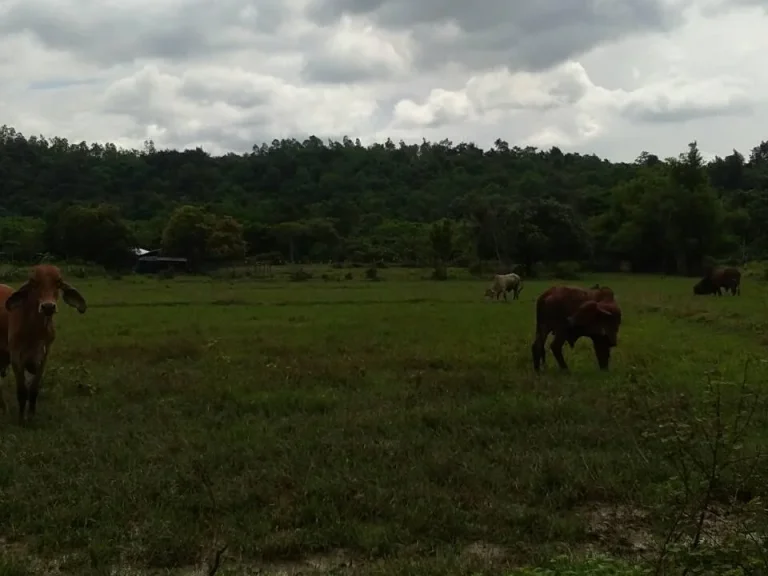 ขออนุญาติประกาศขายที่ดิน5ไร่ด้านหน้ามีภูเขาด้านหลังมีคลองน้ำวิวสวยครับ