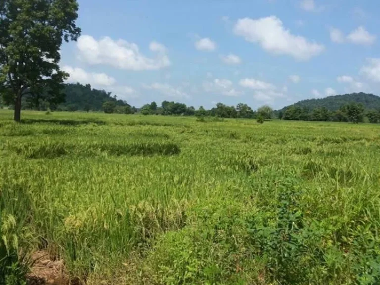 ขายที่ดินเปล่าจังหวัดเพชรบูรณ์