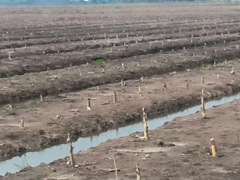 500 ไร่ สำหรับปลูกมะพร้าวน้ำหอม เป็นร่องสวนแล้ว ดินดีน้ำดีติดถนนใหญ่