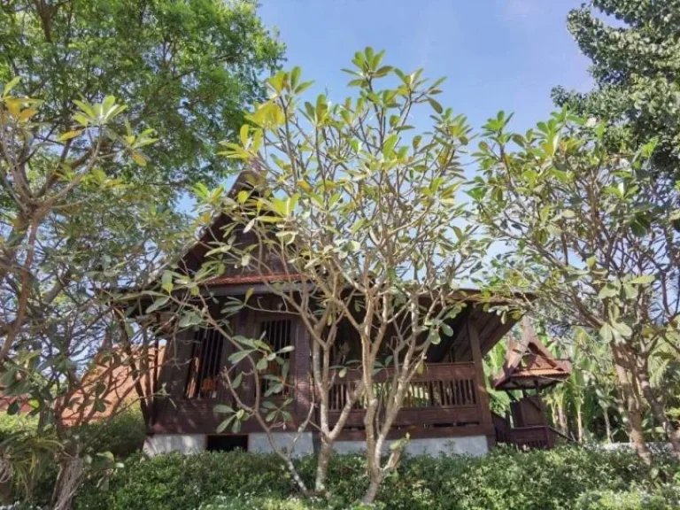 บ้านเรือนไทย สวยท่ามกลางธรรมชาติ บรรยากาศร่มรื่น วิวภูเขา