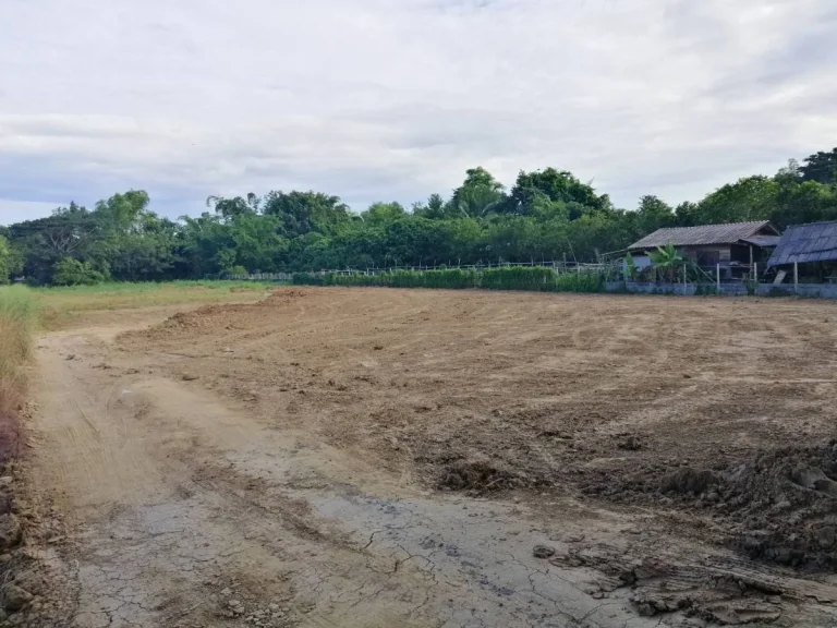 ขายที่ดินถมดินเรียบร้อยแม่คือ ห่างตลาด 15 km ดอยสะเก็ต เชียงใหม่