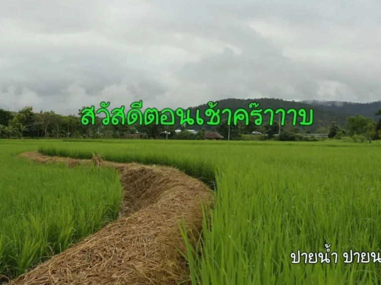 ขายที่ดินติดแม่น้ำปาย แม่ฮ่องสอน