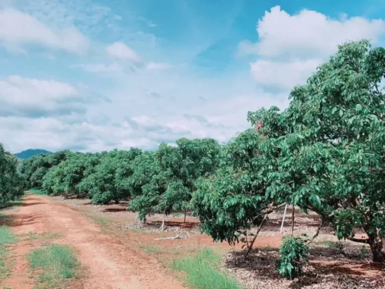 ขายสวนลำใยบ้านแม่ปั๋ง พร้าว เชียงใหม่