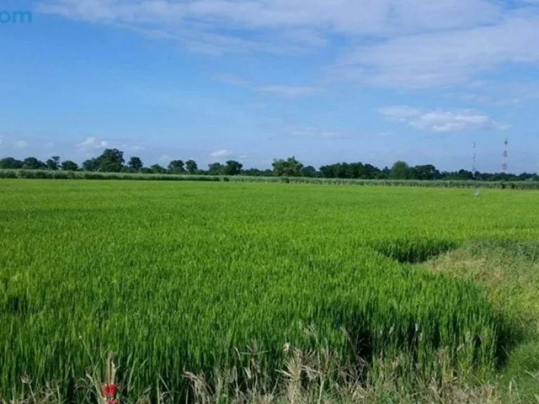 ขายที่นาติดถนนสายเอเชียบางระจัน จ สิงห์บุรี