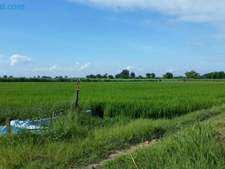 ขายที่นาติดถนนสายเอเชียบางระจัน จ สิงห์บุรี