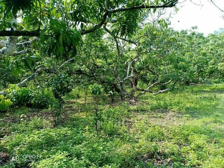 ขายที่สวนลำใย ติดธารน้ำ บ้านต้นผึ้ง ฝาง เชียงใหม่