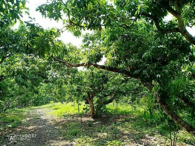 ขายที่สวนลำใย ติดธารน้ำ บ้านต้นผึ้ง ฝาง เชียงใหม่