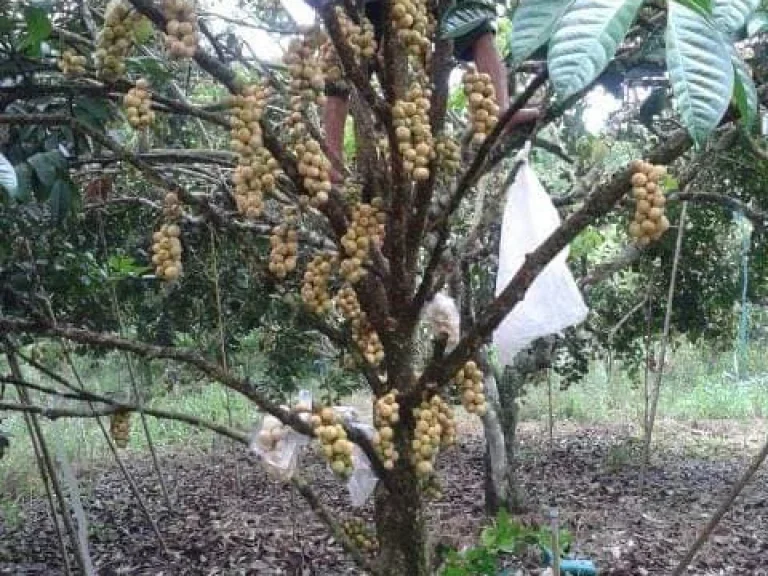 ขายที่ดินสวนทุเรียนและเงาะ อนายายอาม จจันทบุรี