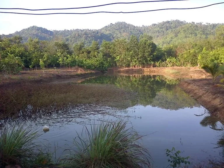 ขายที่ดินสวนทุเรียนและเงาะ อนายายอาม จจันทบุรี