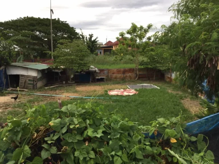 ขายที่ดินสันโป่ง แม่ริม ห่างถนนหลัก 200 เมตร ราคาถูก